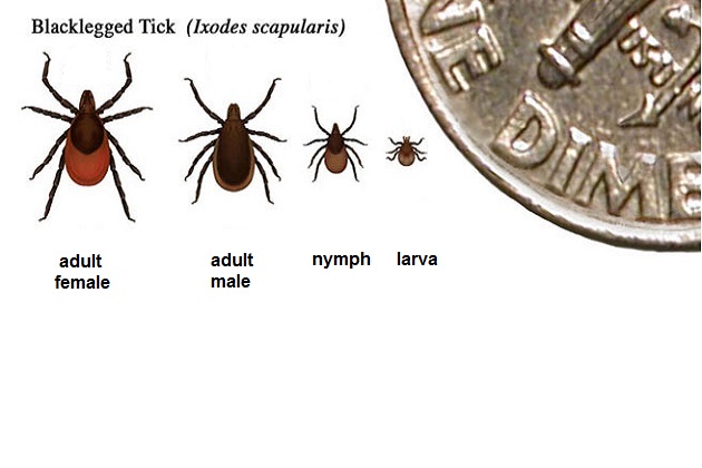 Ticks compared to the size of a dime