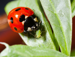 Keep ladybugs in your garden as a environmentally responsible way to control pest damage in your garden. By encouraging ladybug populations in your garden means that you can control the populations of undesirable insects that harm your plants (like aphids, scales and mites) simply by letting the ladybugs eat!