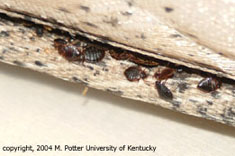 Image of bedbugs and excrement in mattress seam