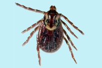 American dog tick