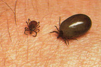 Unengorged and engorged deer ticks