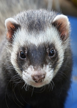 Ferret