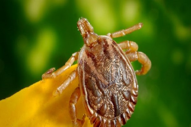 Longhorn Tick in Westchester County