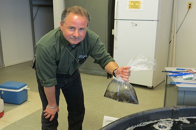Free Minnows And Dunks To Prevent West Nile Virus