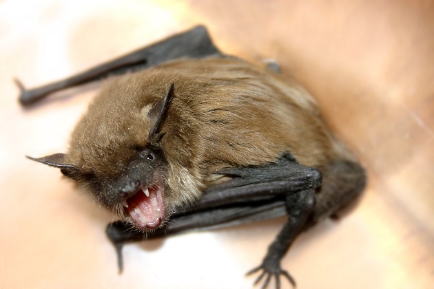 Rabies in bats