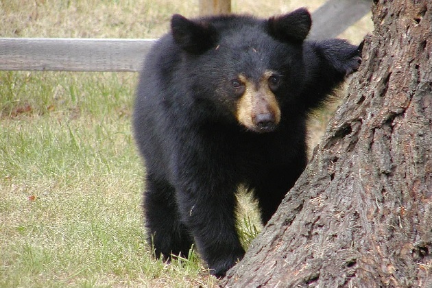 Rabies Alert for a rabid bear cub found in Lewisboro