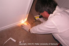 Image of man inspecting for bed bugs in floorboard crevices