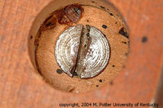 Image of bed bugs hiding on screw underneath a nightstand
